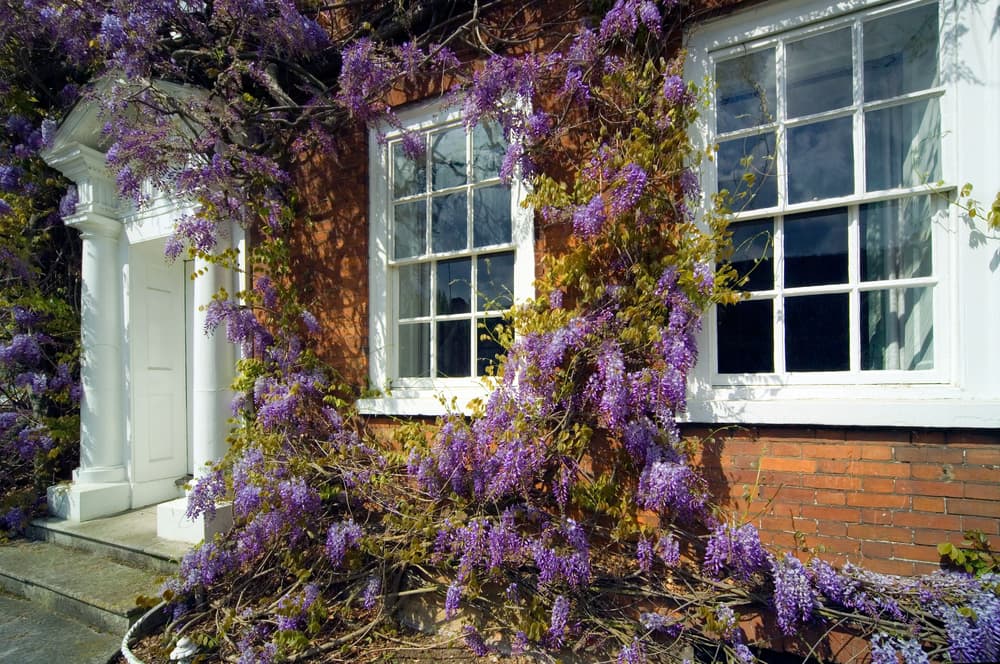 sash-windows